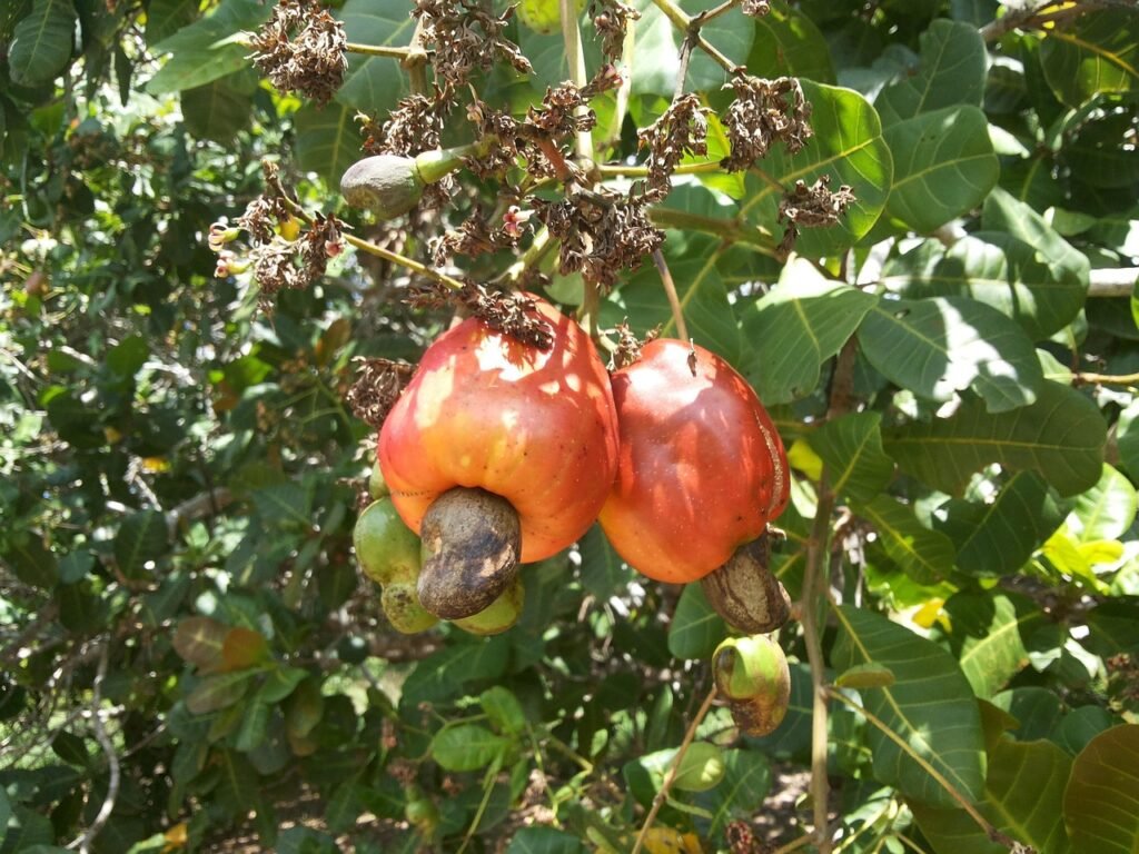 cashew-fruit