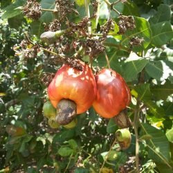 cashew-fruit